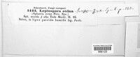 Lasiosphaeria ovina image